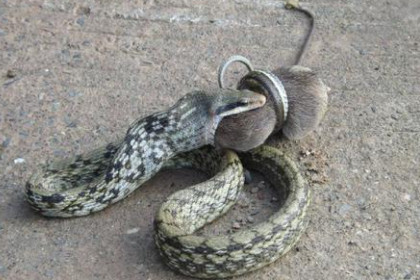 孕妇梦见蛇追老鼠