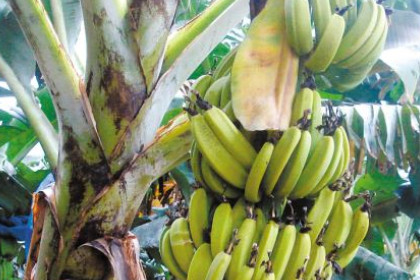 梦见香蕉树上香蕉熟了是什么意思