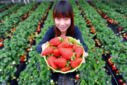 梦见摘地里的草莓是什么意思
