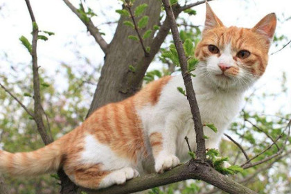 梦见猫爬到树上