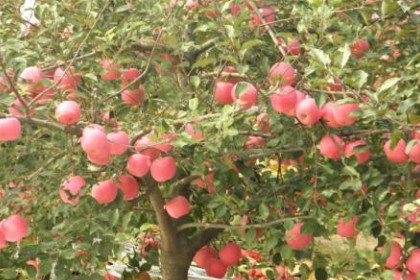 梦见苹果树结满果实是什么意思