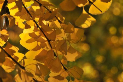 梦见树叶变枯黄是什么意思