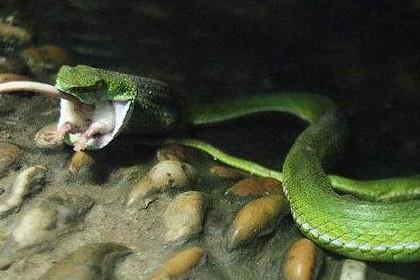 孕妇梦见蛇吃老鼠