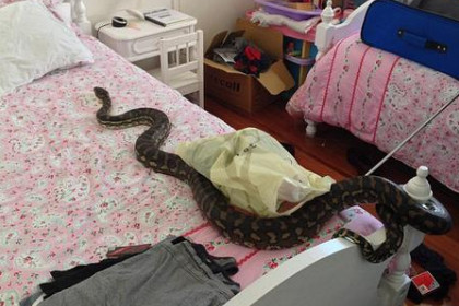 未婚女梦见蛇在床上