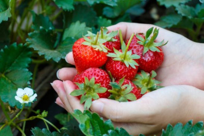 梦见一边摘草莓一边吃是什么意思