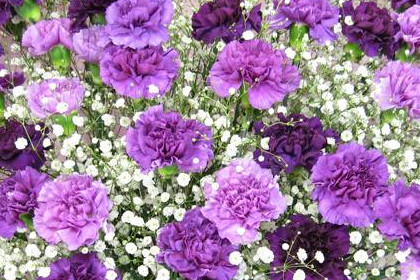梦见紫色的康乃馨