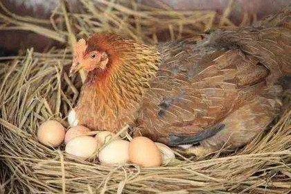 孕妇梦见孵小鸡是什么意思