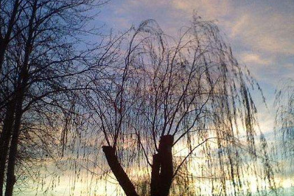 梦见枯萎的柳树