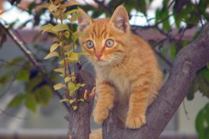 梦见猫爬上树