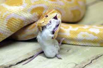 孕妇梦见蛇在吃东西