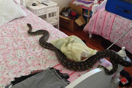 男人梦见蛇在床上爬是什么意思