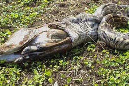 孕妇梦见蛇吃乌龟