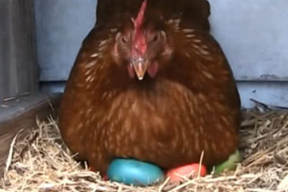 孕妇梦见鸡下了两个蛋