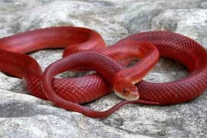 孕妇梦见红蛇是什么意思