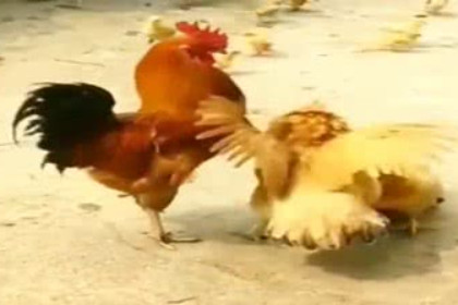 孕妇梦见公鸡和母鸡打架