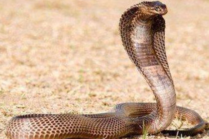 产妇梦见蛇是什么意思
