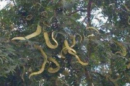 孕妇梦见蛇挂在树上