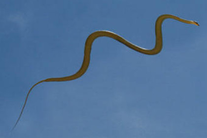 孕妇梦见蛇会飞是什么意思