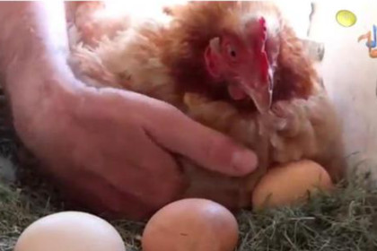 孕妇梦见鸡生蛋并捡蛋