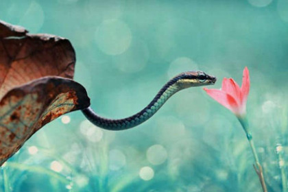 孕妇梦见蛇和花是什么意思