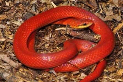 孕妇梦见蛇红色的蛇是什么意思