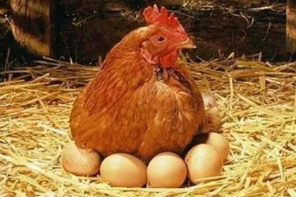 女人梦见鸡生好多蛋
