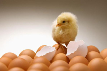 孕妇梦见鸡和鸡蛋一起是什么意思