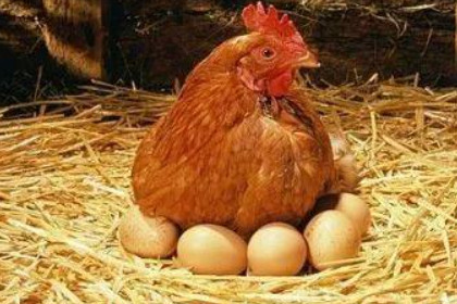 孕妇梦见鸡下蛋是什么意思