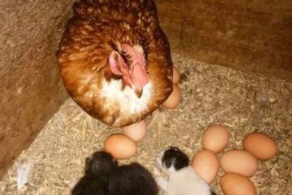 孕妇梦见鸡下了很多蛋