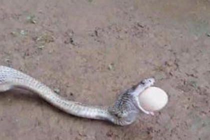 孕妇梦见蛇和鸡蛋