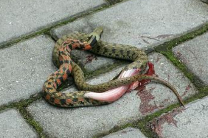 孕妇梦见把蛇杀了是什么意思