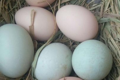 孕妇梦见鸡下鸡蛋和鸭蛋是什么意思