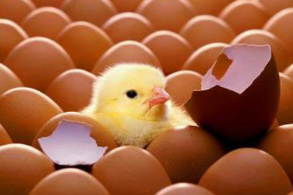 女人梦见鸡蛋孵出小鸡