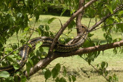 女人梦见蛇缠在树上