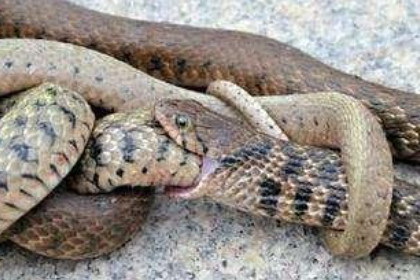 孕妇梦见蛇在肚子里是什么意思