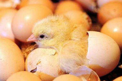 孕妇梦见鸡蛋孵出小鸡是什么意思