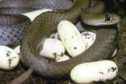 孕妇梦见蛇孵蛋是什么意思