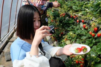 女人梦见自己摘草莓是什么意思