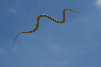 女人梦见蛇在天上飞