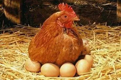 孕妇梦见鸡生蛋