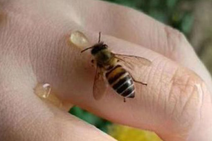 孕妇梦见蜜蜂蛰自己是什么意思