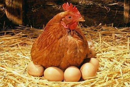 孕晚期梦见母鸡下蛋是什么意思