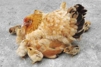 孕妇梦见母鸡孵很多小鸡