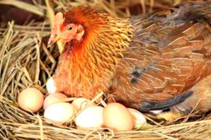 孕妇梦见母鸡下蛋