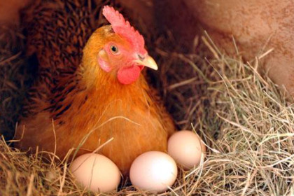 孕妇梦见鸡下蛋拾鸡蛋