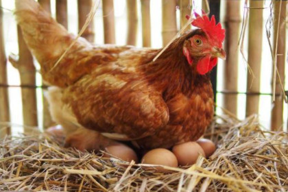 孕妇梦见鸡生很多蛋
