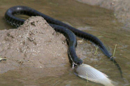 孕妇梦见蛇和水是什么意思