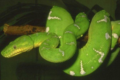 孕妇梦见绿蛇