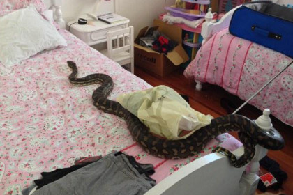 女人梦见蛇爬到床上