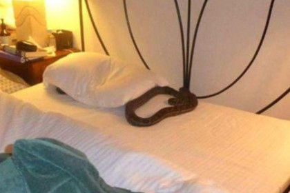 女人梦见蛇在自己床上